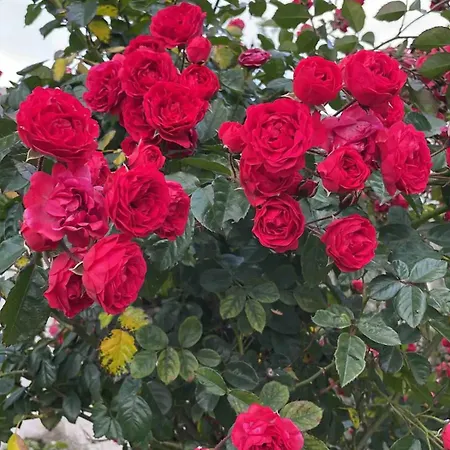 K'kiki Feriehus Guamasa