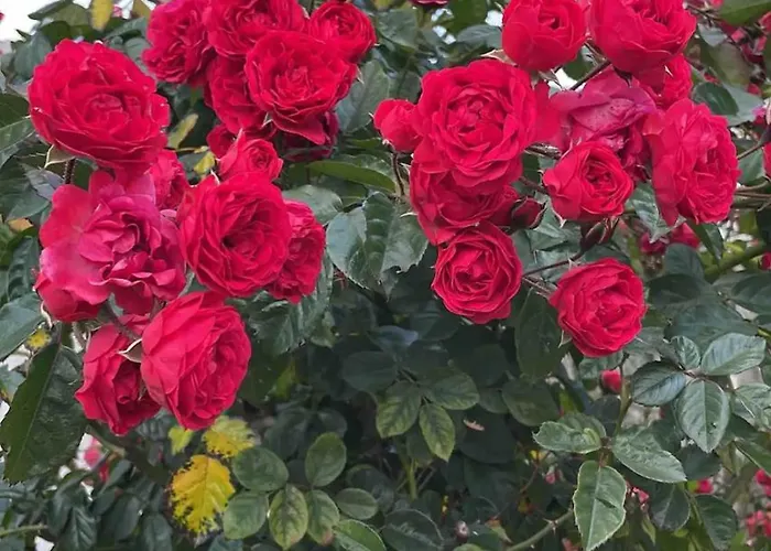 K'kiki Holiday home Guamasa